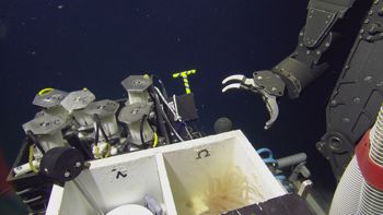 Media type: image;   Invertebrate Zoology 153117 Description: live specimen;